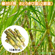 植付け用　さとうきび苗（2節苗）10本セット　　|植えたらわかる本場の味 沖縄のサトウキビをあなたのお…