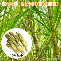 楽天市場】サトウキビ 苗の通販