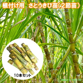 楽天市場】ホワイトサポテ苗 スマザーズ種 接木苗 : 沖縄サトウキビ畑