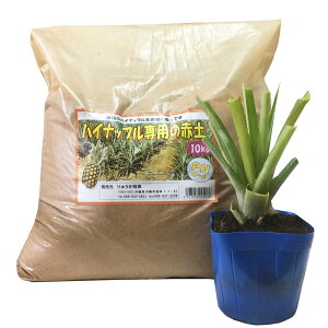 pCibvpԓy10kgƃ{S[(XibNpCc)Zbg