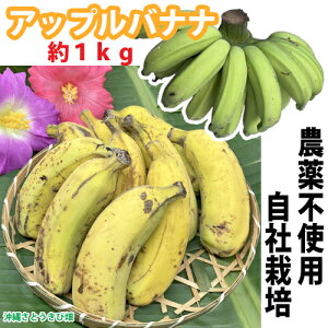 �y���������z�@���ꌧ�Y�@�A�b�v���o�i�i�@��1kg�@|���� �ʕ� �t���[�c �������� ���ƒ�p �Â� banana �X���[�W�[