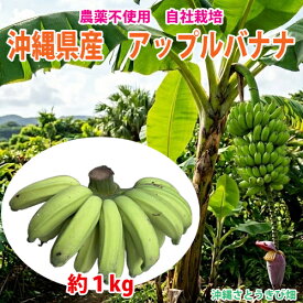 【送料無料】　沖縄県産　アップルバナナ　約1kg　|沖縄 果物 フルーツ くだもの ご家庭用 甘い banana スムージー