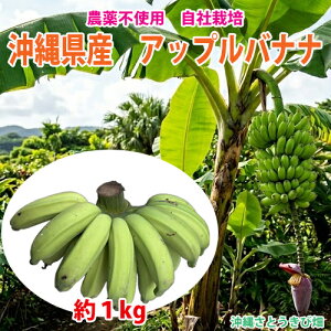 ���ꌧ�Y�@�A�b�v���o�i�i�@��1kg |���� �ʕ� �t���[�c �������� ���ƒ�p �Â� banana �X���[�W�[