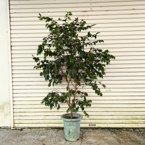 yi̔zW{`Joc@(lGȂ)@ci1jyoz