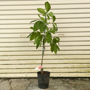 yi̔zzCgT|ec@CjLR}[V@ږؕc