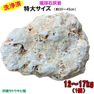 【送料無料】T 琉球石灰岩　洗浄済　特大サイズ　12〜17kg(1個)　 |沖縄 DIY ガーデニング 庭石 アプロー…