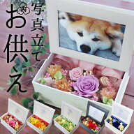 虹の橋 フォトフレーム プリザーブドフラワー 写真立て 長持ち ペット 亡くなったら 仏花 写真立て 写真 …