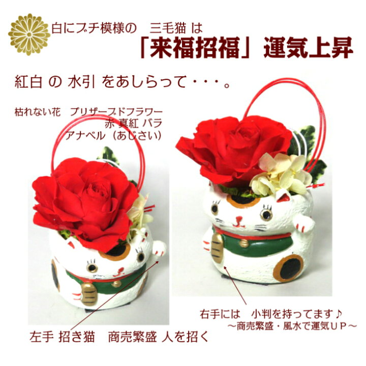 楽天市場 招き猫 まねきねこ 枯れない花 縁起物 プリザーブドフラワー アレンジ 誕生日 プレゼント 花 バラ 還暦 米寿 喜寿 結婚 記念日 お祝い 開運 風水 商売繁盛 和風 ちょこっとプレゼントに 花アトリエ サムシングブルー
