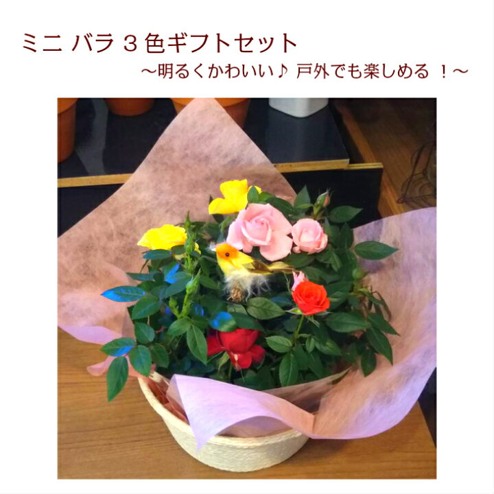 楽天市場 ミニバラ 3鉢ギフトセット ガーデニングの好きな方に 父の日 誕生日 花 プレゼント バラ 結婚 記念日 お祝い 還暦 米寿 喜寿 義母 金婚式 銀婚式 退職祝 花アトリエ サムシングブルー