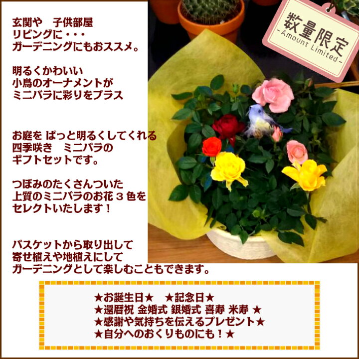 楽天市場 ミニバラ 3鉢ギフトセット ガーデニングの好きな方に 父の日 誕生日 花 プレゼント バラ 結婚 記念日 お祝い 還暦 米寿 喜寿 義母 金婚式 銀婚式 退職祝 花アトリエ サムシングブルー
