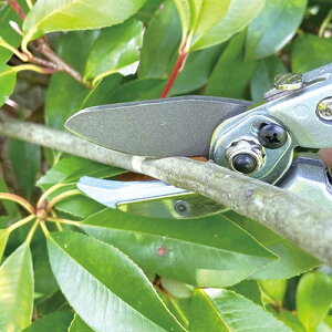 千吉 持ちやすく切りやすい太枝鋏 SGP-60 剪定鋏 鋏 園芸 ガーデニング 太枝切鋏 太枝 にぎりやすい