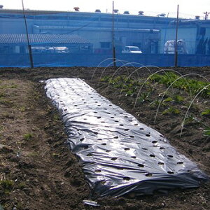 y񂹕iz {}^C }`595×50m 0.02X95cmX50m At  V[g A