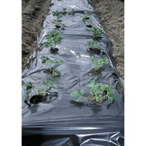 y񂹕iz {}^C }`  135cmX50m  V[g h~ 