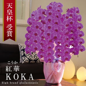 Y Ӓ Ԏ 5{ 63ց` yg؁ijZsNz Q 摜zM Yn j v[g  Mtg  {炿 蕨 ̓  a JXj