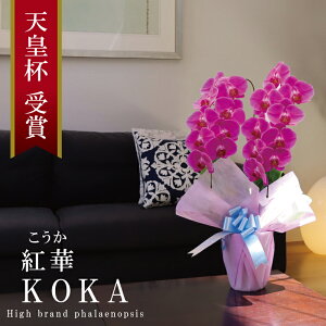 純国産 胡蝶蘭 花持ち長い 大輪2本立ち 18輪〜 【紅華(こうか)濃いピンク】 蕾 画像配信 産地温室直送 お祝い プレゼント 花 ギフト 特別 日本育ち 贈り物 母の日 お供え お誕生日 開店祝い