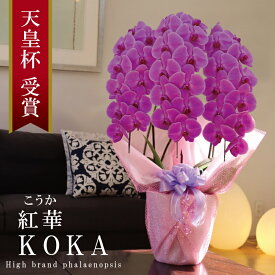 純国産 胡蝶蘭 花持ち長い 大輪3本立ち 33輪〜 【紅華（こうか）濃いピンク】 蕾 画像配信 産地温室直送 お祝い プレゼント 花 ギフト 特別 日本育ち 贈り物 母の日 お供え お誕生日 開店祝い 開業祝い 移転祝い 就任祝い 昇進祝い 当選祝い 記念日 当日発送 日本橋 銀座