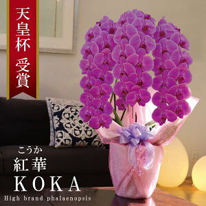 Y Ӓ Ԏ 3{ 39ց` yg؁ijZsNz Q 摜zM Yn j v[g  Mtg  {炿 蕨 ̓  a JXj