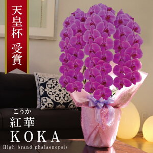 Y Ӓ Ԏ 3{ 42ց` yg؁ijZsNz Q 摜zM Yn j v[g  Mtg  {炿 蕨 ̓  a JXj