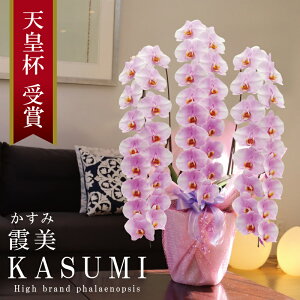 Y Ӓ Ԏ  3{ 48ց` yi݁jWsNz Q 摜zM Yn j v[g  Mtg  {炿 蕨 ̓  a JXj