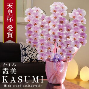 Y Ӓ Ԏ  5{ 55ց` yi݁jWsNz Q 摜zM Yn j v[g  Mtg  {炿 蕨 ̓  a JXj