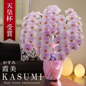 Y Ӓ Ԏ  5{ 63ց` yi݁jWsNz Q 摜zM Yn j v[g  Mtg  {炿 蕨 ̓  a JXj