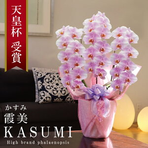 Y Ӓ Ԏ  3{ 30ց` yi݁jWsNz Q 摜zM Yn j v[g  Mtg  {炿 蕨 ̓  a JXj