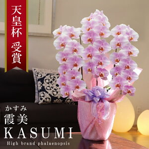 Y Ӓ Ԏ  3{ 33ց` yi݁jWsNz Q 摜zM Yn j v[g  Mtg  {炿 蕨 ̓  a JXj