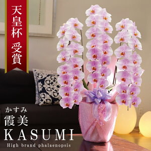 oוs 񖢒 Y Ӓ Ԏ  3{ 42ց` yi݁jWsNz Q 摜zM Yn j v[g  Mtg  {炿 蕨 ̓ 