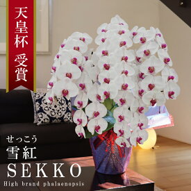 純国産 胡蝶蘭 花持ち長い 大輪 5本立ち 55輪〜 【雪紅（せっこう）白赤】蕾 画像配信 産地温室直送 お祝い プレゼント 花 ギフト 特別 日本育ち 贈り物 母の日 お供え お誕生日 開店祝い 開業祝い 移転祝い 就任祝い 昇進祝い 当選祝い 記念日 当日発送 日本橋 銀座