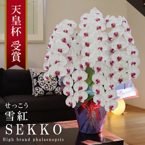 Y Ӓ Ԏ 5{ 63ց` ygijԁz Q 摜zM Yn j v[g  Mtg  {炿 蕨 ̓  a JXj J