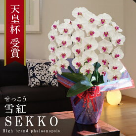 純国産 胡蝶蘭 花持ち長い 大輪3本立ち 30輪〜 【雪紅（せっこう）白赤】 蕾 画像配信 産地温室直送 お祝い プレゼント 花 ギフト 特別 日本育ち 贈り物 母の日 お供え お誕生日 開店祝い 開業祝い 移転祝い 就任祝い 昇進祝い 当選祝い 記念日 当日発送 日本橋 銀座