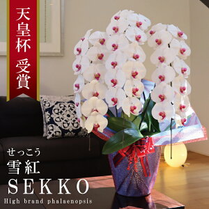 Y Ӓ Ԏ 3{ 36ց` ygijԁz Q 摜zM Yn j v[g  Mtg  {炿 蕨 ̓  a JXj J