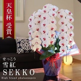 純国産 胡蝶蘭 花持ち長い 大輪3本立ち 39輪〜 【雪紅（せっこう）白赤】 蕾 画像配信 産地温室直送 お祝い プレゼント 花 ギフト 特別 日本育ち 贈り物 母の日 お供え お誕生日 開店祝い 開業祝い 移転祝い 就任祝い 昇進祝い 当選祝い 記念日 当日発送 日本橋 銀座