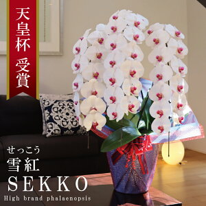 Y Ӓ Ԏ 3{ 39ց` ygijԁz Q 摜zM Yn j v[g  Mtg  {炿 蕨 ̓  a JXj J