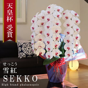 Y Ӓ Ԏ 3{ 42ց` ygijԁz Q 摜zM Yn j v[g  Mtg  {炿 蕨 ̓  a JXj J