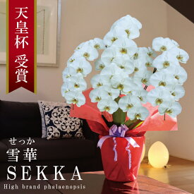 純国産 胡蝶蘭 花持ち長い 大輪 5本立ち 47輪〜 【雪華（せっか）白】 つぼみ含む 画像配信 産地温室直送 お祝い プレゼント 花 ギフト 特別 日本育ち 贈り物 母の日 お供え お誕生日 開店祝い 開業祝い 移転祝い 就任祝い 昇進祝い 当選祝い 記念日 当日発送 日本橋 銀座