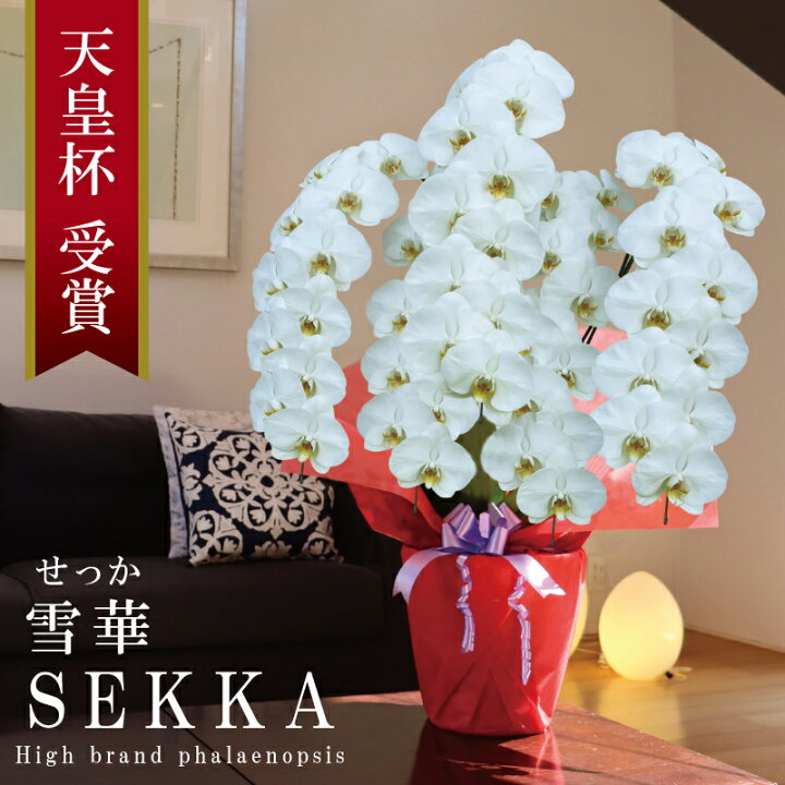 開業祝い 胡蝶蘭 大輪 5本立ち 55輪 純国産 白 雪華 せっか 花持ち長い 竣工祝い 開店祝い移転祝い 就任祝い 昇進祝い 当選祝い 退職祝い 法人ギフト 立札 画像配信 産地温室直送 お祝い プレゼント 花 ギフト 記念日 最短当日発送 王立園芸協会登録商品 純