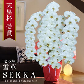 純国産 胡蝶蘭 花持ち長い 大輪5本立ち 70輪〜 【雪華（せっか）白】蕾 画像配信 産地温室直送 お祝い プレゼント 花 ギフト 特別 日本育ち 贈り物 母の日 お供え お誕生日 開店祝い 開業祝い 移転祝い 就任祝い 昇進祝い 当選祝い 記念日 日本橋 銀座
