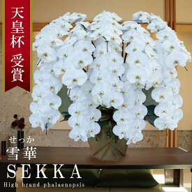 【プレミアム】純国産 胡蝶蘭 花持ち長い 大輪10本立ち 100輪〜 100,000円【雪華(せっか)白】 画像配信 産地直送 お祝い プレゼント 花 贈り物 インパクト 豪華 日本育ち お誕生日 開店祝い 開業祝い 移転祝い 就任祝い 昇進祝い 当選祝い 大きい 当日発送 日本橋 銀座