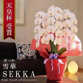 純国産 胡蝶蘭 花持ち長い 大輪3本立ち 30輪〜 【雪華（せっか）白】 蕾 画像配信 産地温室直送 お祝い プレゼント 花 ギフト 特別 日本育ち 贈り物 母の日 お供え お誕生日 開店祝い 開業祝い 移転祝い 就任祝い 昇進祝い 当選祝い 記念日 当日発送 日本橋 銀座