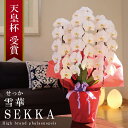 純国産 胡蝶蘭 花持ち長い 大輪3本立ち 33輪〜 【雪華（せっか）白】 蕾 画像配信 産地温室直送 お祝い プレゼント 花 ギフト 特別 日本育ち 贈り物 母の日 お供え お誕生日 開店祝い 開業祝い 移転祝い 就任祝い 昇進祝い 当選祝い 記念日 当日発送 日本橋 銀座