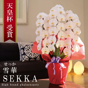 Y Ӓ Ԏ 3{ 33ց` y؁ijz Q 摜zM Yn j v[g  Mtg  {炿 蕨 ̓  a JXj JƏj