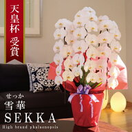 移転祝い 胡蝶蘭 大輪 3本立ち 36輪〜 純国産 白 雪華 せっか 花持ち長い 就任祝い お祝い 御祝 開院祝い…