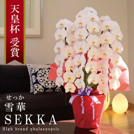 純国産 胡蝶蘭 花持ち長い 大輪3本立ち 39輪〜 【雪華（せっか）白】 蕾 画像配信 産地温室直送 お祝い プレゼント 花 ギフト 特別 日本育ち 贈り物 母の日 お供え お誕生日 開店祝い 開業祝い 移転祝い 就任祝い 昇進祝い 当選祝い 記念日 当日発送 日本橋 銀座