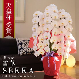 純国産 胡蝶蘭 花持ち長い 大輪3本立ち 42輪〜 【雪華（せっか）白】 蕾 画像配信 産地温室直送 お祝い プレゼント 花 ギフト 特別 日本育ち 贈り物 母の日 お供え お誕生日 開店祝い 開業祝い 移転祝い 就任祝い 昇進祝い 当選祝い 記念日 当日発送 日本橋 銀座