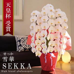 Y Ӓ Ԏ 3{ 45ց` y؁ijz Q 摜zM Yn j v[g  Mtg  {炿 蕨 ̓  a JXj JƏj