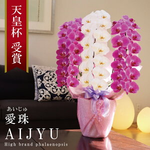 �� �����Y �Ӓ��� �Ԏ������� ���3�{���� 42�ց`�y����(��������)�z �g��MIX(���F���b�v) �Q �摜�z�M �Y�n�������� ���j�� �v���[���g �� �M�t�g ���{�炿 ���蕨 ��̓� ���a���� �J�X�j��