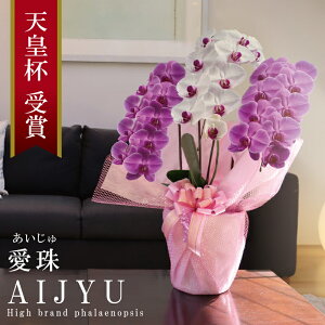  Y Ӓ Ԏ 3{ 30ց`y()z gMIX(ԐFbv) Q 摜zM Yn j v[g  Mtg {炿 蕨 ̓ a JXj