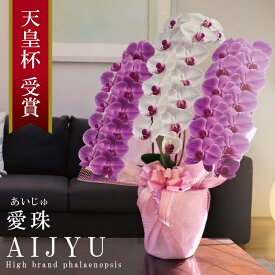 希少 純国産 胡蝶蘭 花持ち長い 大輪3本立ち 42輪〜【愛珠(あいじゅ)】 紅白MIX(赤色リップ) 蕾 画像配信 産地温室直送 お祝い プレゼント 花 ギフト 日本育ち 贈り物 母の日 お誕生日 開店祝い 開業祝い 移転祝い 就任祝い 昇進祝い 当選祝い 記念日 当日発送 日本橋 銀座