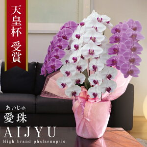 希少 純国産 胡蝶蘭 花持ち長い 大輪5本立ち 47輪〜【愛珠(あいじゅ)】 紅白MIX(赤色リップ) 蕾 画像配信 産地温室直送 お祝い プレゼント 花 ギフト 日本育ち 贈り物 母の日 お誕生日 開店祝い